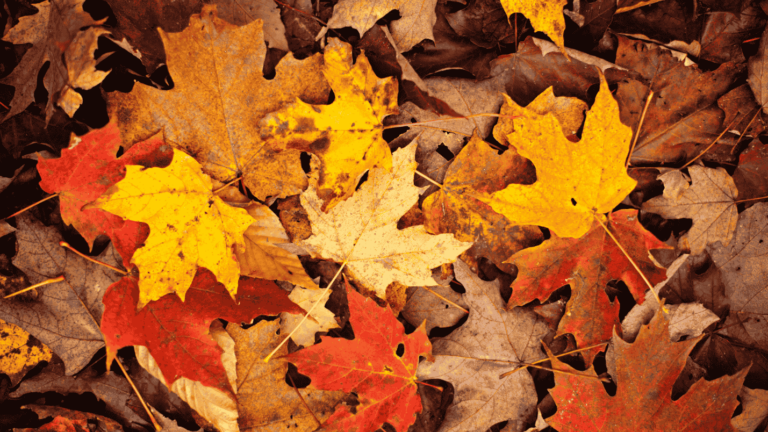 A close up image of a pile of fall leaves in a variety of autumn colors