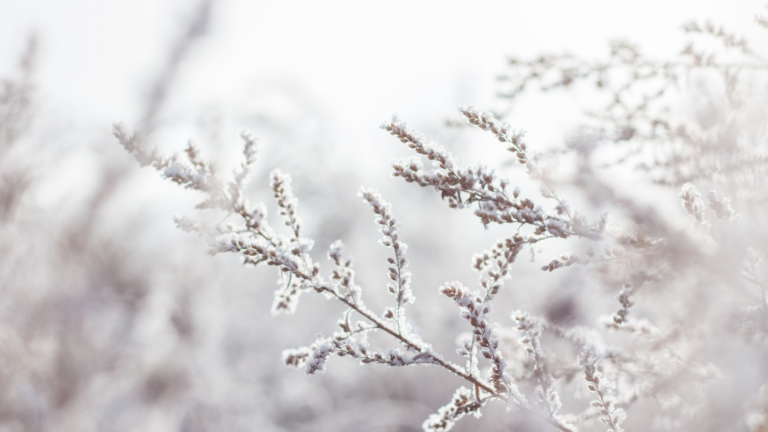 Close up of a tree in winter covered in white frost